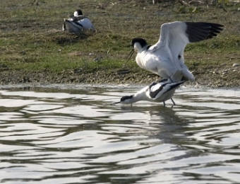 avocettes accouplement 2